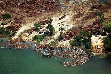 Recurso - Florestas Conter a destruição das florestas se tornou uma prioridade mundial, e não apenas um problema brasileiro. Restam hoje, em todo o planeta, apenas 22% da cobertura florestal original.