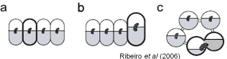 15 larvas em desenvolvimento. Este processo recebe o nome de aprovisionamento massal (Kerr, 1948; Michener, 1974; Nogueira-Neto,1997).