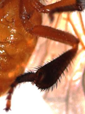 35 A B C Figura 12: Detalhe do último par de pernas dos adultos nascidos do experimento realizado em dezembro (30µl de alimento larval).