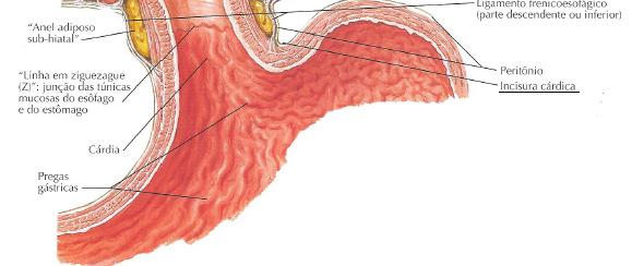 esôfago no estômago (ângulo de His) Fisiológicos: -