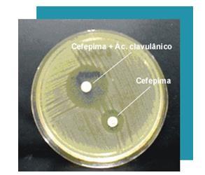 Comparar halo de inibição do crescimento da bactéria no disco