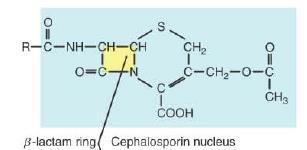 β-lactâmicos Ação sobre a parede celular Cefalosporinas Inibem a síntese de parede celular.