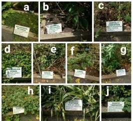 Figura 1 (A) Beldroega-da-praia; (B) Absinto-selvagem; (C) Hortelã-arbustiva; (D) Dinheiro-em-penca; (E) Mimo-de-espinho; (F) Losna; (G) Ginseng-brasileiro; (H) Boldogamba; (I) Babosa-pintada; (J)