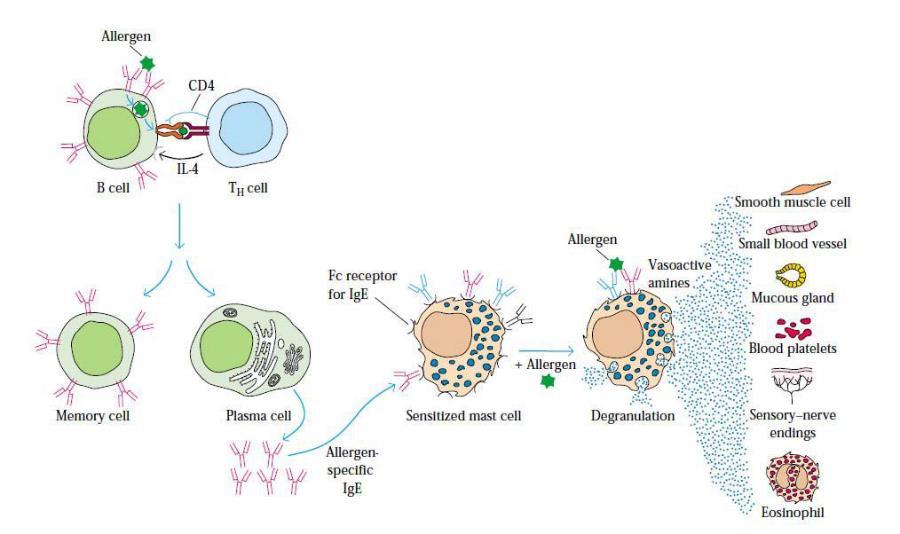 Fase de sensibilização - primeira exposição Alergénio Fase efetora segunda exposição Célula B Célula TH Células músculo liso Recetor FC para IgE Alergénio Pequenos vasos sanguíneos Aminas vasoativas