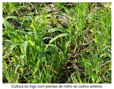 6.4 Controle de Plantas Daninhas Prejuízos: Competição por água; Competição por luz; Competição por nutrientes; Hospedeiros de pragas e doenças; Interferência na operação de colheita.