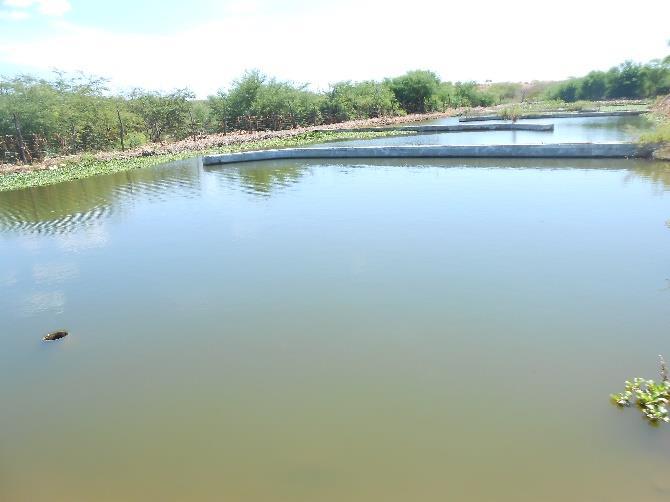 51 C D Ponto: P5 Descrição: Ponto de amostragem na saída da lagoa de tratamento do efluente da piscicultura por