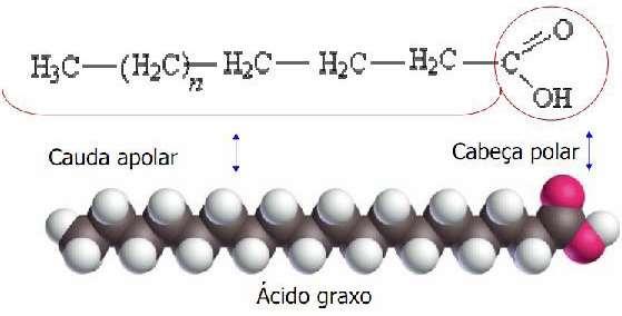 A cadeia hidrocarbônica (apolar) é responsável pela hidrofobização da superfície mineral, enquanto o radical COOH (polar) é a parte da molécula responsável pela adsorção no sólido, ou seja, pela