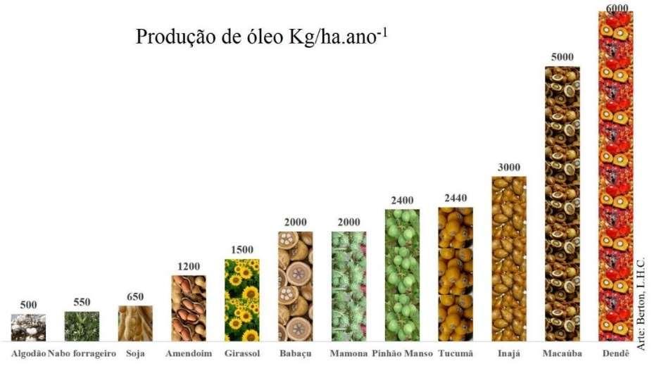 Fonte: Berton, 2013. A produção do óleo da macaúba está claramente associada a sustentabilidade.