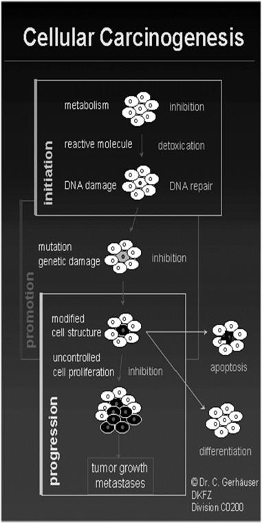 Teoria da carcinogênese (Teoria de múltiplos estágios, Rous & Kidd, 1941) Iniciação (1º. Mutágeno) Transformação é o processo pelo qual uma célula normal se torna uma célula cancerígena precursora.