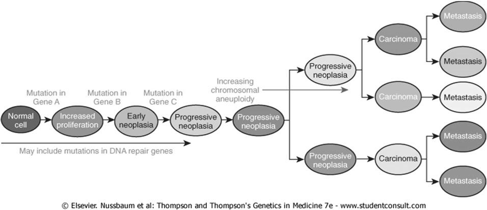 Múltiplas etapas de mutação e seleção clonal asseguram cada vez mais variantes anormais e mais agressivas (subclones), levando à progressão da doença. Progressão Fase tardia da promoção.