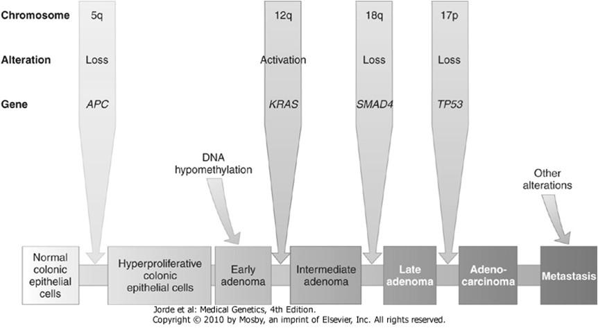 progression to a benign adenoma. Loss of the TP53 gene and other alterations are involved in the progression to malignant carcinoma and metastasis.