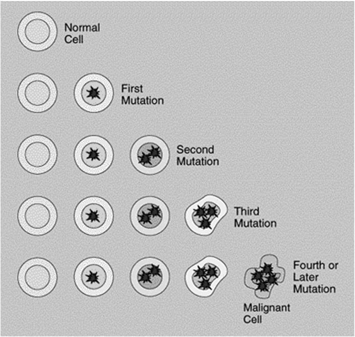 A biologia do crescimento tumoral. O painel à esquerda ilustra a estimativa de duplicações celulares que precedem a formação de massas tumorais clinicamente detectáveis.