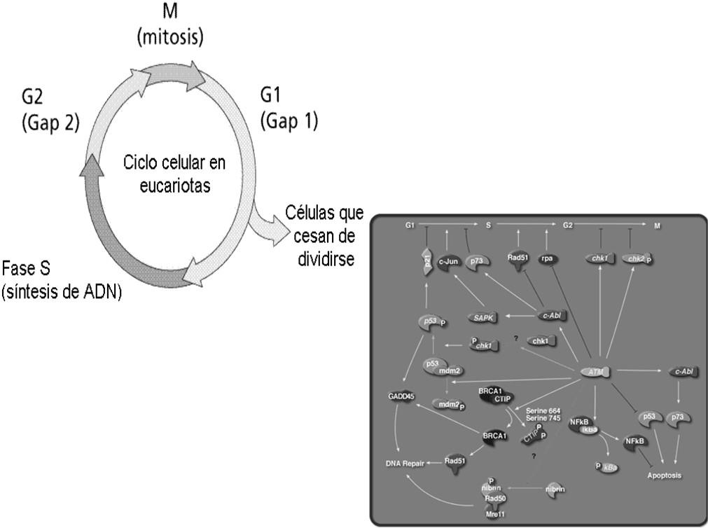 Figure 11-3 The major features of cellular regulation.