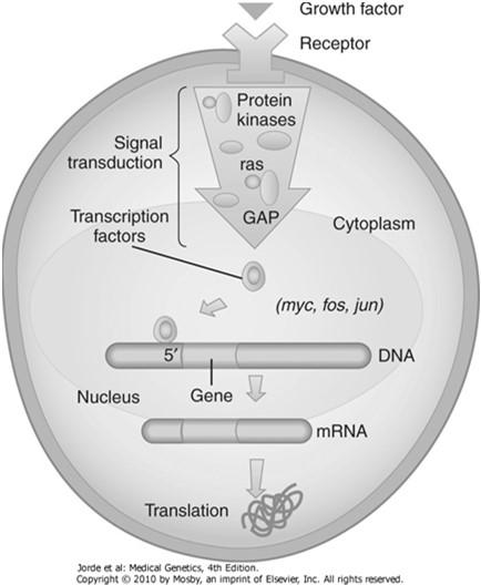 the cell surface, activating signal-transduction pathways in which genes such as RAS participate.