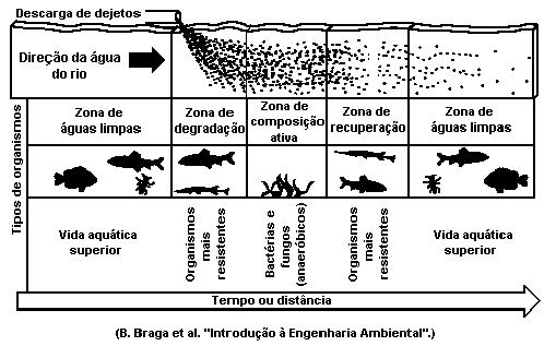 O quadro apresenta os resultados encontrados após 15 dias de experimento. a) algas, estimulando seu crescimento. b) cracas, predando especialmente animais pequenos.