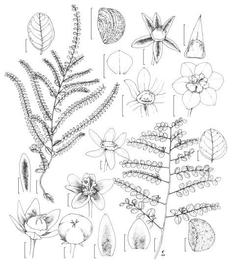 O gênero Phyllanthus L. (Phyllantheae - Euphorbiaceae Juss.) no bioma Caatinga do estado de Pernambuco - Brasil 111 b i f c e h d a p k g l j n q o m r Figura 2: a i: Phyllanthus caroliniensis Walt.