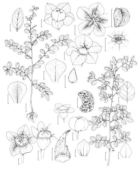 114 Silva, M. J. & Sales, M. F. b i d j h f g c e a l t r s n p m o k q Figura 3: a j: Phyllanthus heteradenius Müll. Arg. a. hábito; b. lâmina foliar; c. estípula; d. flor estaminada; e.