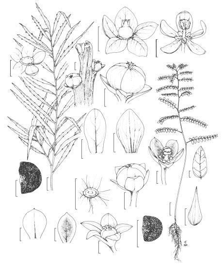 116 Silva, M. J. & Sales, M. F. c e g b h d f a m k i r q l p n o s j Figura 4: a i: Phyllanthus klotzschianus Müll. Arg. a. aspecto geral do ramo florido; b.