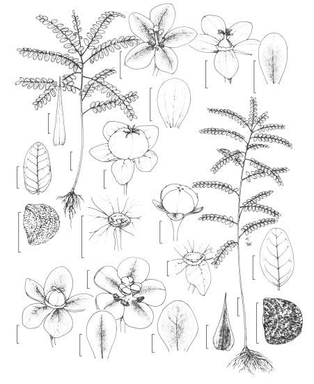 O gênero Phyllanthus L. (Phyllantheae - Euphorbiaceae Juss.) no bioma Caatinga do estado de Pernambuco - Brasil 119 d f e c g b a i s j h r l p o n q m k t Figura 5: a j: Phyllanthus niruri L. a. hábito; b.