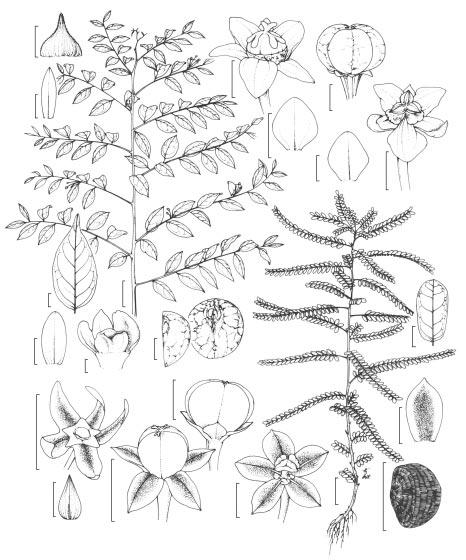 O gênero Phyllanthus L. (Phyllantheae - Euphorbiaceae Juss.