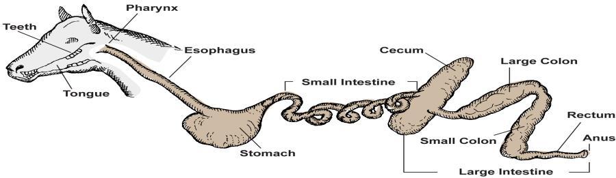 intestino delgado