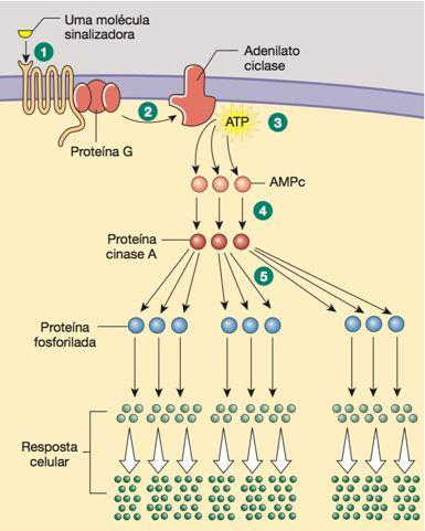 Sistema prot G- Adenilato Ciclase Modificado de