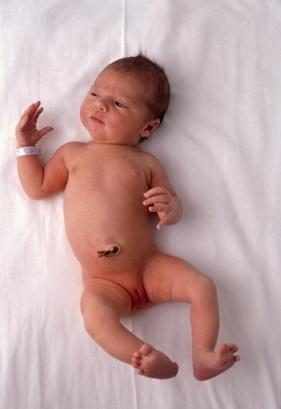 O bebé humano não treme, mas tem tecido adiposo castanho, onde existe termogenina (UCP1; uncoupling protein 1) cuja atividade é estimulada pelo Sistema Nervoso Simpático. SNSimp.