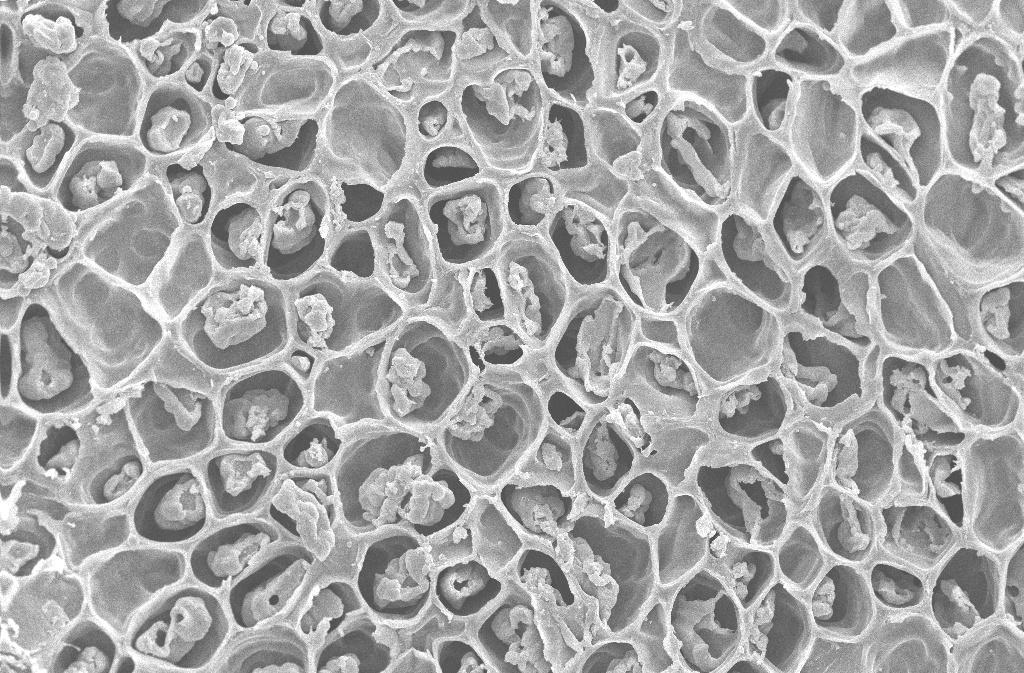 89 Figura 8 Microscopia eletrônica de varredura de grãos de café naturais, secados em secadores com temperaturas de 60/40 C até atingir 11% (b.u.).