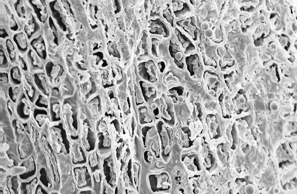 91 Figura 11 Microscopia eletrônica de varredura de grãos de café naturais, secados em secadores com temperaturas de 40/60 C até atingir 11% (b.u.).