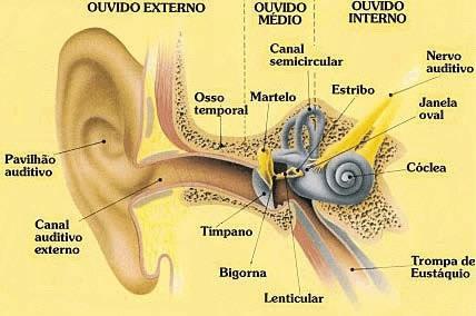 8 Figura 1: Principais componentes do sistema auditivo do ser humano.