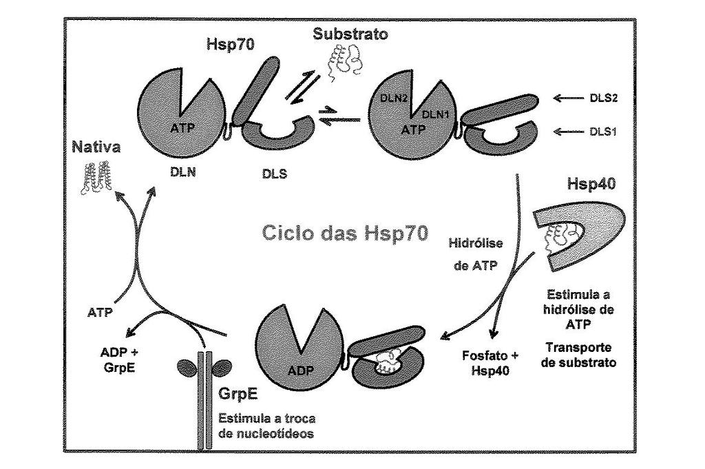 dependente da hidrólise do ATP, sendo este o fator limitante do ciclo, devido à baixa capacidade das HSPs70 em realizar essa hidrólise.