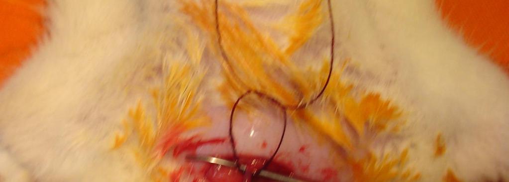 b) dissecção e canulação da artéria carótida direita por meio de cânula de polietileno 10p heparinizada com solução