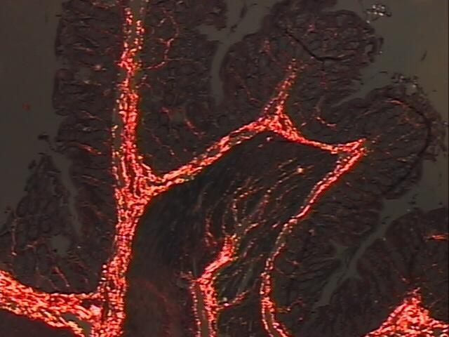 Figura 16 - Demonstração representativa da camada submucosa normal do intestino grosso observada pelo microscópio de luz polarizada dos espécimes corados por Picrossirius red.