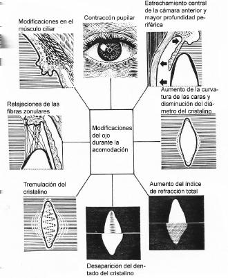 Definição Num indivíduo jovem, o olho é capaz de focar a diferentes distâncias permitindo observar objectos distântes e objectos