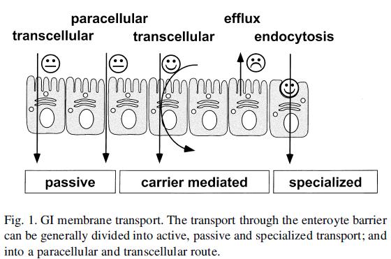 SCB e Permeabilidade absorção transcelular difusão passiva transporte mediado por carreador (passivo ou