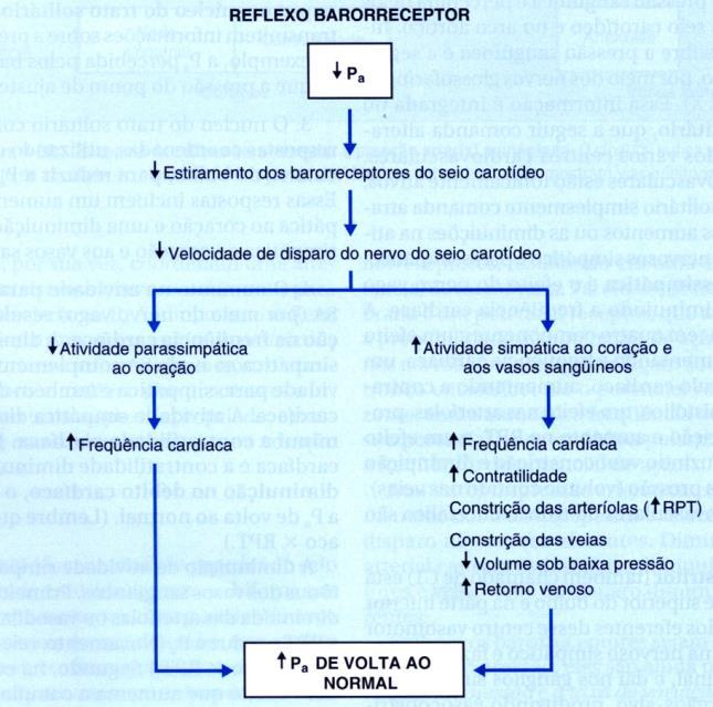 Reflexo Barorreceptor Cardíaco Redução da pressão arterial diminui atividade dos barorreceptores. Diminui tônus parassimpático para o coração. Aumenta frequência cardíaca.