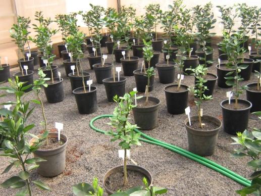 63 previamente inoculadas com as respectivas bactérias, serviram de fonte de inóculo (plantas fonte) para as outras plantas sadias presentes no mesmo compartimento (Figura 3.1). Figura 3.