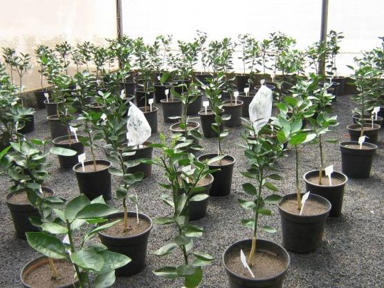 O experimento teve início em 09 de abril de 2008, com o primeiro confinamento de psilídeos nas plantas fonte de inóculo (Figura 3.4).