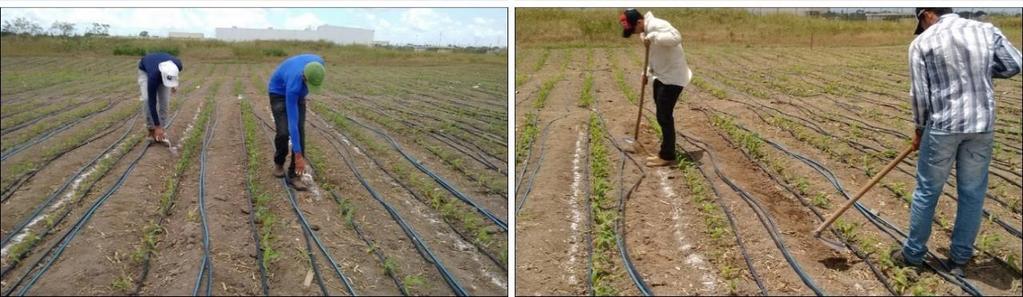 METODOLOGIA O experimento foi conduzido entre 29 de fevereiro a 20 de junho de 2016, na área experimental do Centro de Ciências Agrárias da Universidade Federal de Alagoas, Rio Largo Alagoas, em um