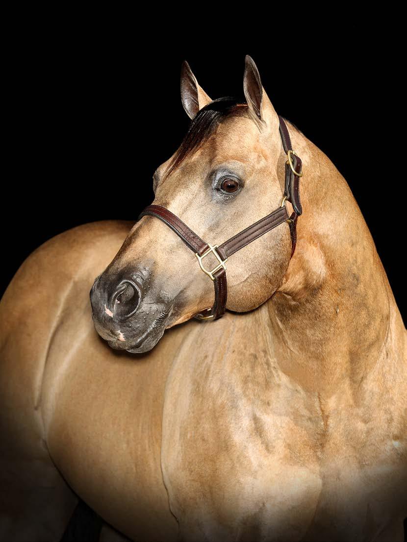 Garanhão com 340 pontos na AQHA, produtor de Campeão Mundial AQHA em prova de versatilidade e dono de uma morfologia ímpar. Filho de MR BARON RED, excepcional reprodutor de Laço nos EUA.