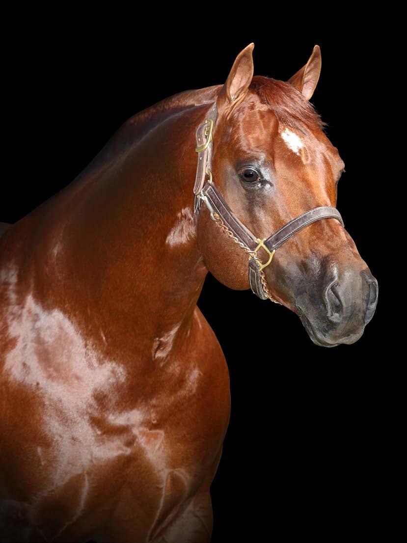 3x Campeão Mundial AQHA em Laço Cabeça. Res.Campeão Mundial AQHA em Laço Pé. Campeão Nacional ABQM/17 em Laço Pé.