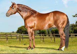 GUTHRIE RED ANN GAY BAR KING MISS SNIP S PRISS 324 pontos na AQHA em Laço Cabeça, Laço Pé, Working Cow Horse e Conformação. U$27.751,00 em ganhos.