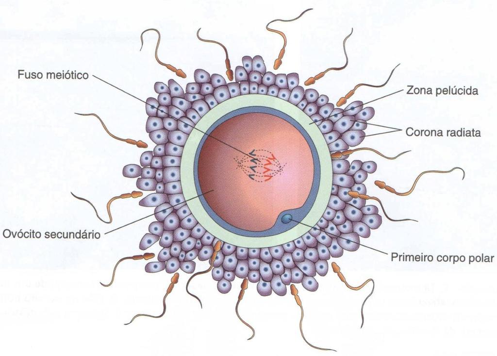 Fases da fertilização 1.