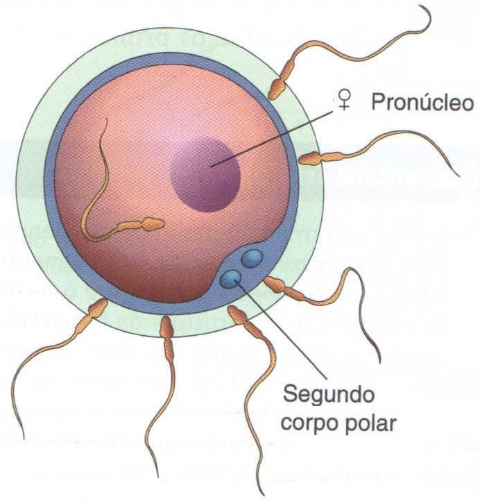 4. Término da 2ª divisão meiótica e formação do pro núcleo feminino: Após a penetração forma-se o ovócito