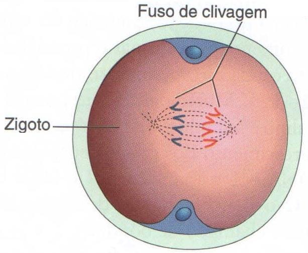 fusão dos pro