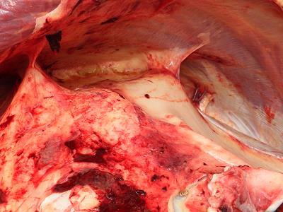 Figura 3: Aderências do saco pericárdio, pleura e diafragma em animal com transtorno motor sugestivo de indigestão vagal. Fonte: LUCENA, 2014.