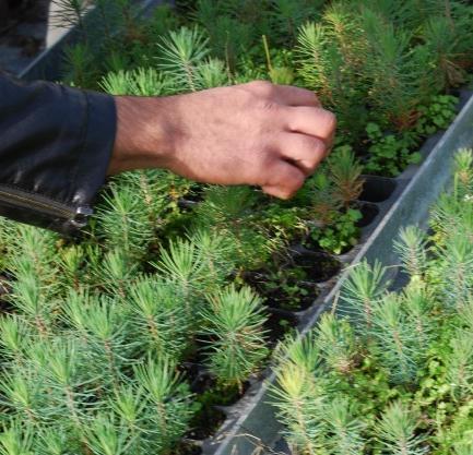 7 Procedimentos Recolha de amostras em MFR e árvores adultas Plantas de viveiro Além de plantas que apresentem sintomas, poderão ser amostradas