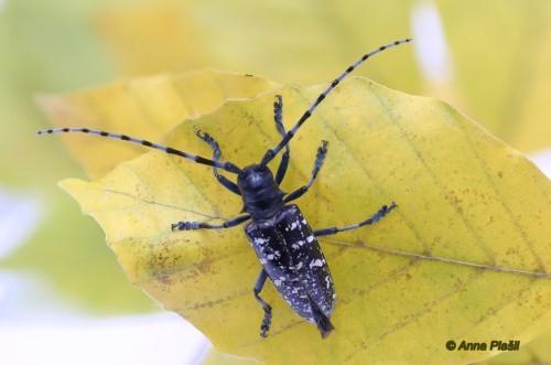 glabripennis Posição sistemática: Inseta: