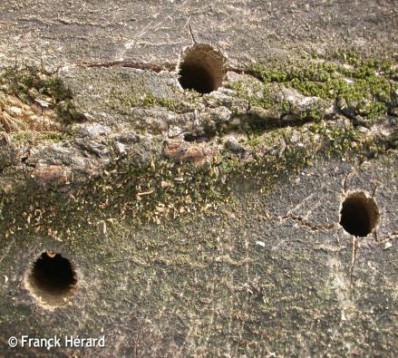 4 Prospeção 2017 - Insetos Anoplophora glabripennis sintomas Desfolha