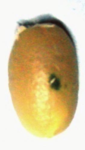 dos embriões; G semente sem embrião visível. TABELA 1.